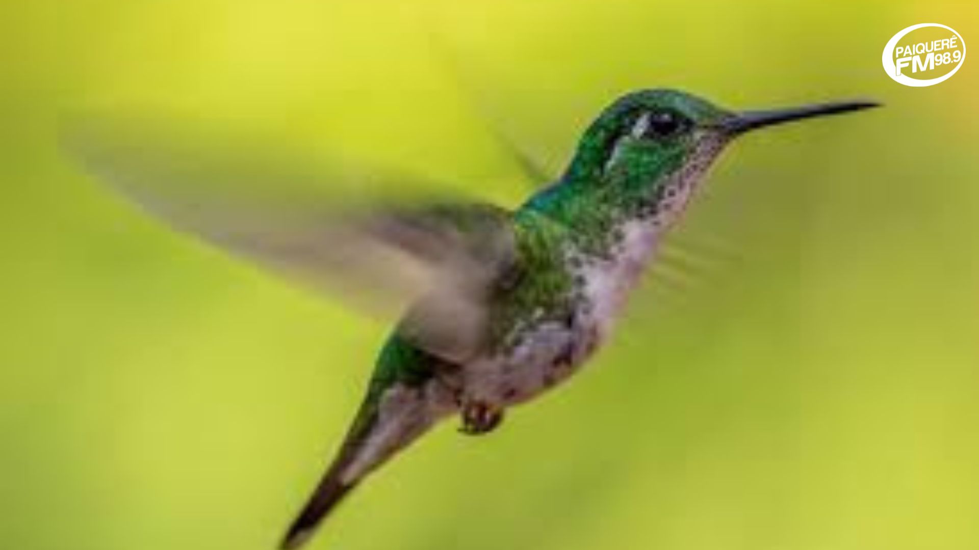 simbolismo do beija flor