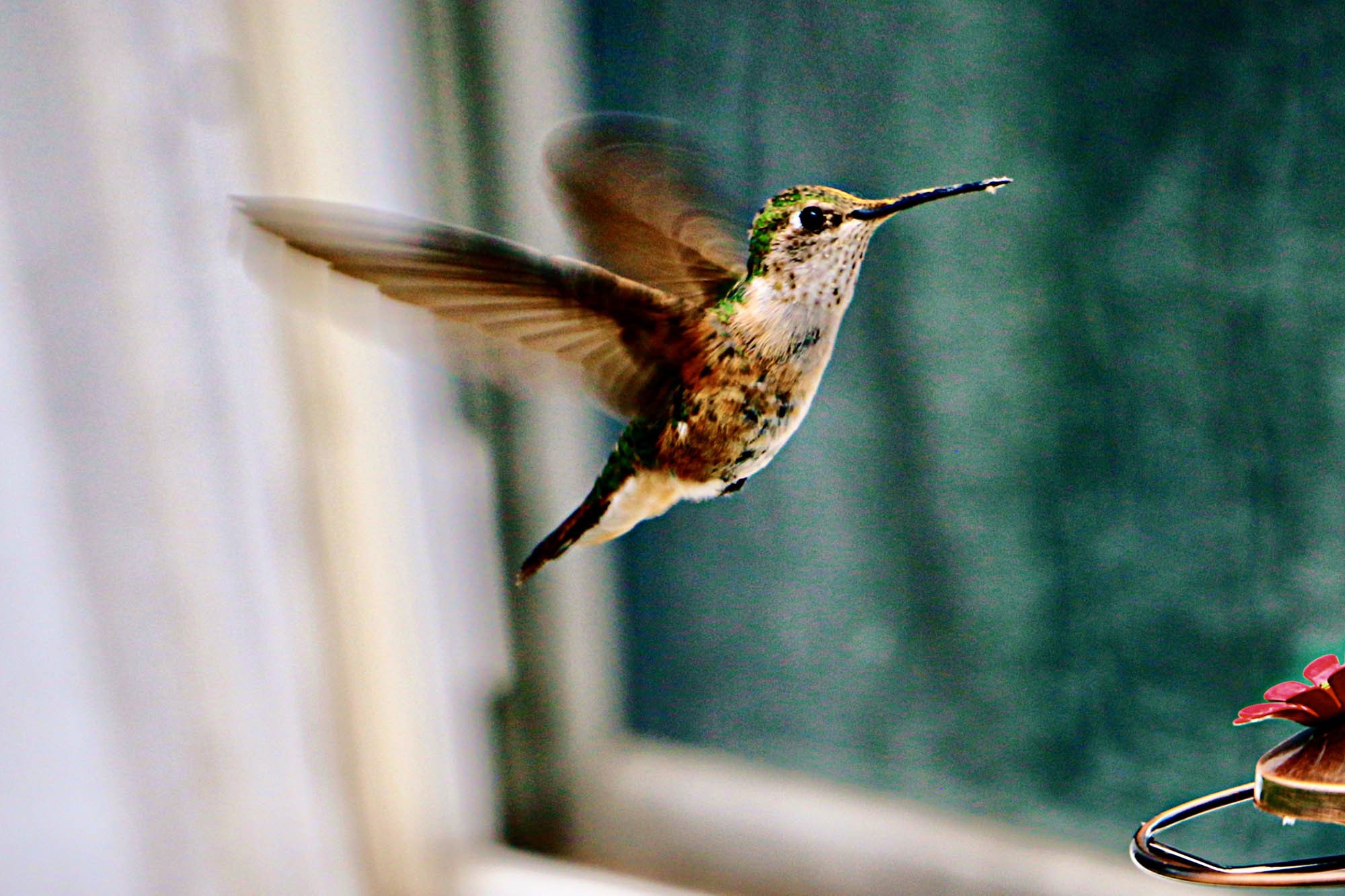 interpretação espiritual beija flor