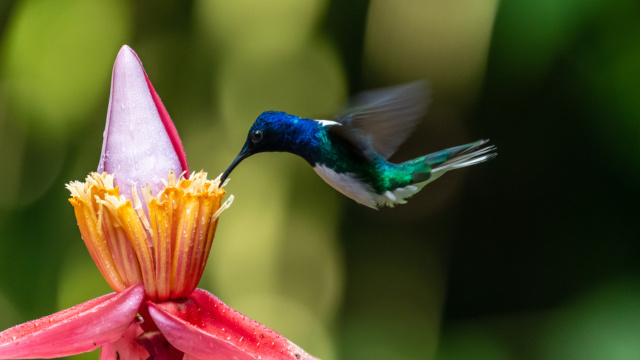 beija flor na bíblia significado