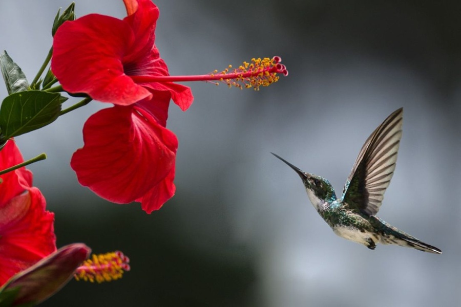 beija flor verde significado