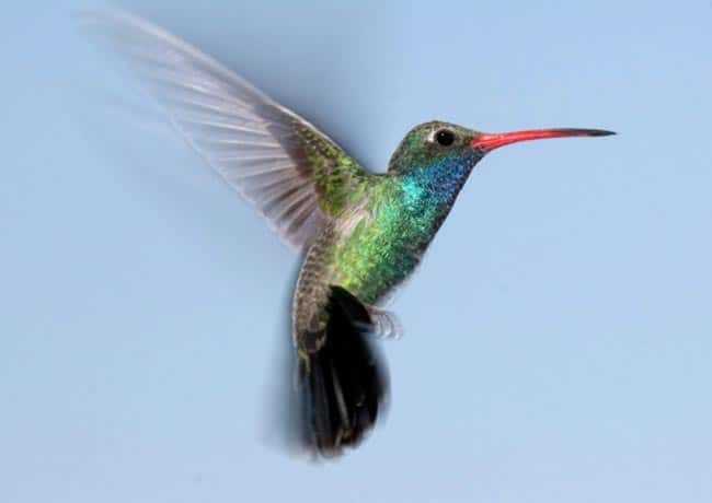 o que significa a visita de um beija flor