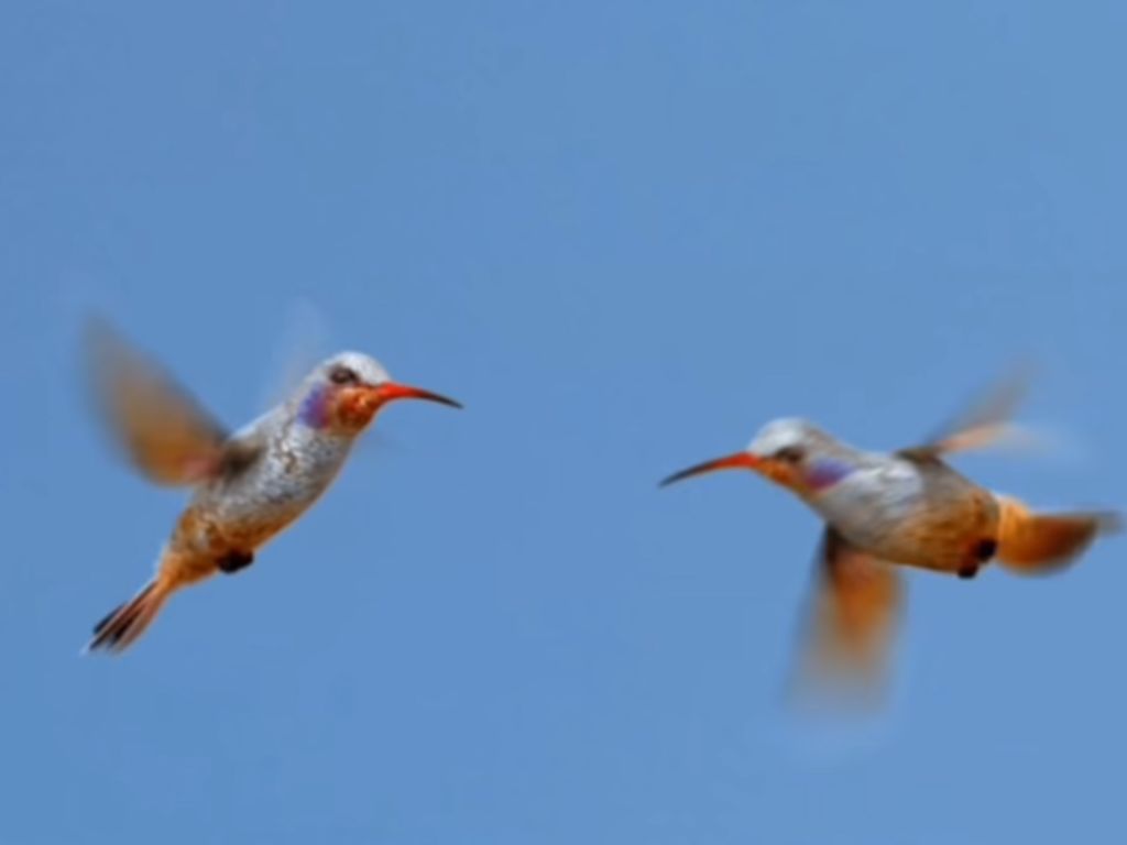 beija flor significado espiritual