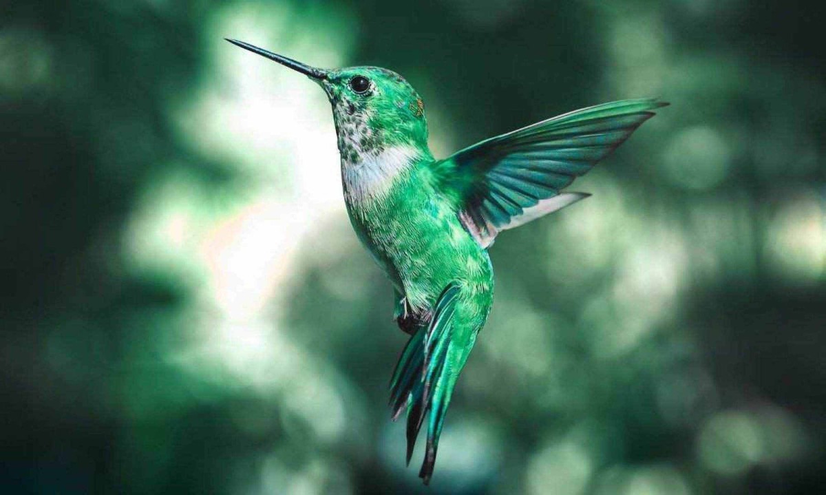 interpretação espiritual beija flor