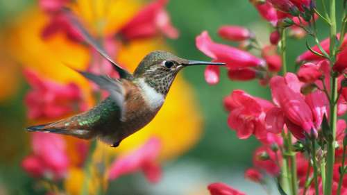 beija flor na bíblia significado
