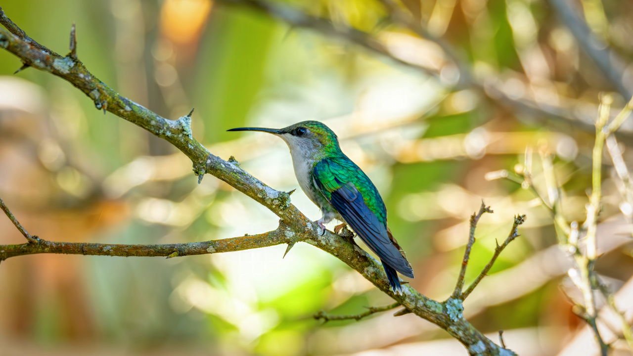 o que significa receber visita de um beija flor em casa