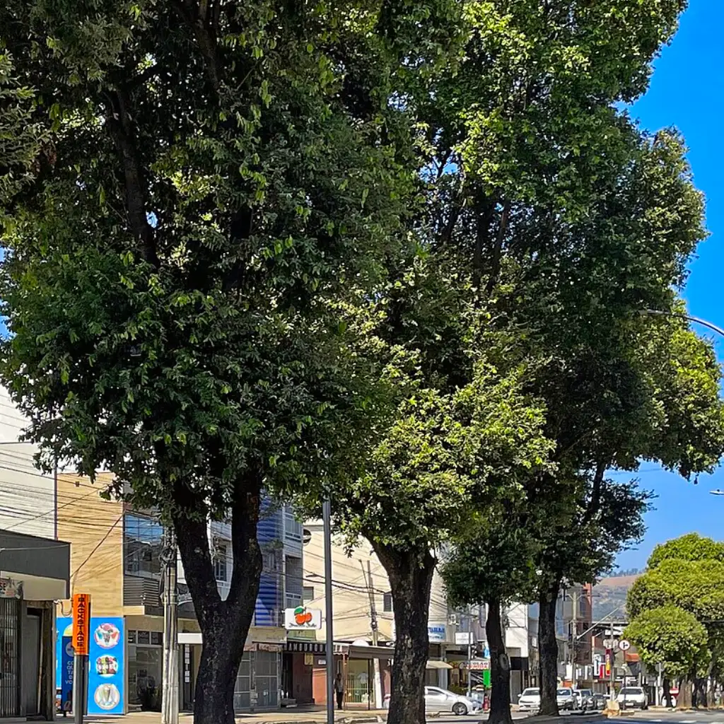 Guia Completo: Como Plantar e Cuidar de um Oiti na Sua Calçada