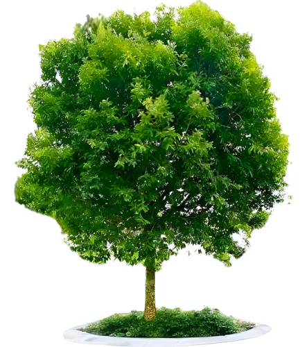 Doces e Vitaminas com o Fruto