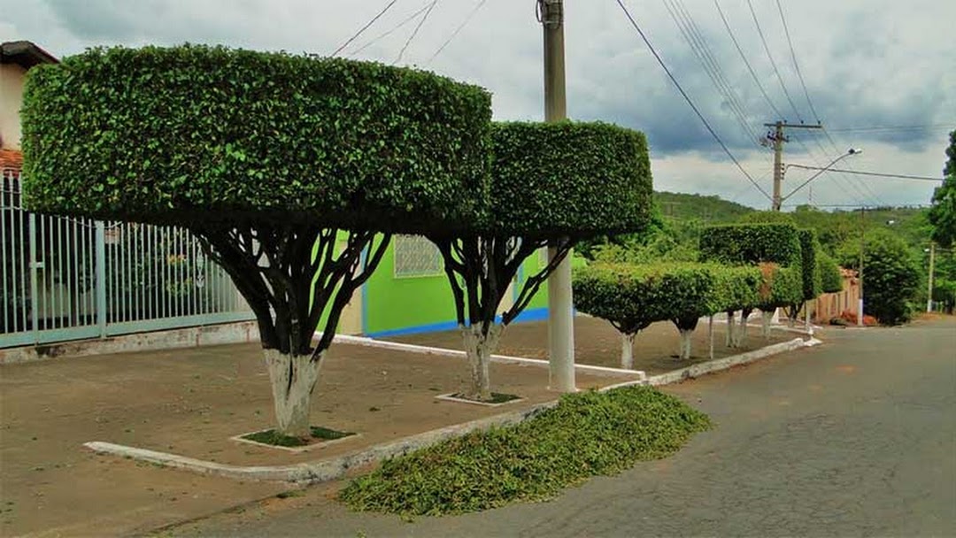 Oiti: A Árvore Perfeita para Arborização Urbana e Resistência à Seca