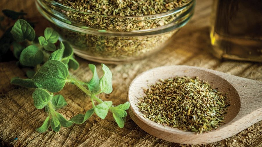 orégano benefícios
