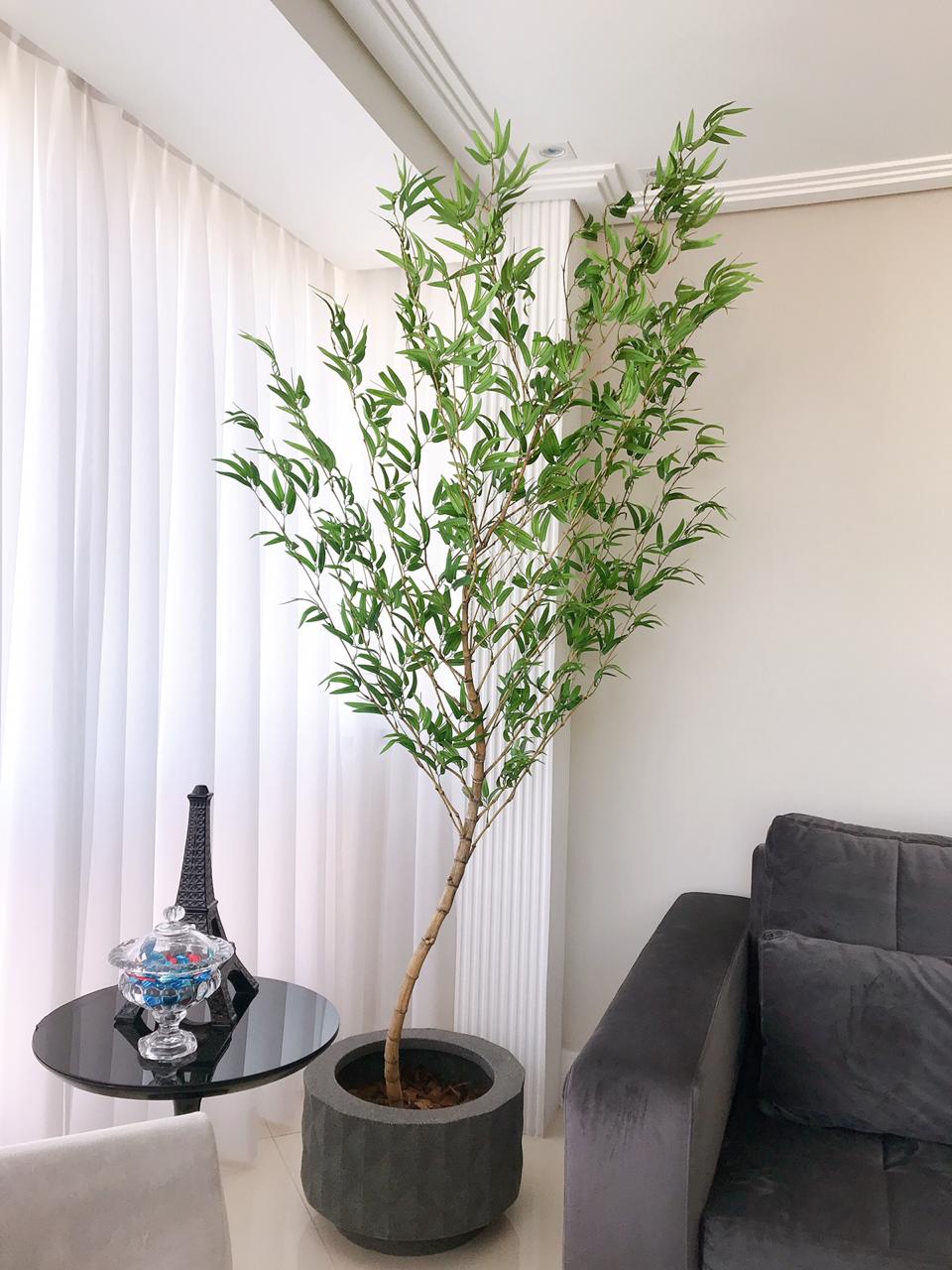 Bambu da Sorte: Simbolismo e Cuidados