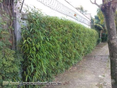 paisagismo com bambu