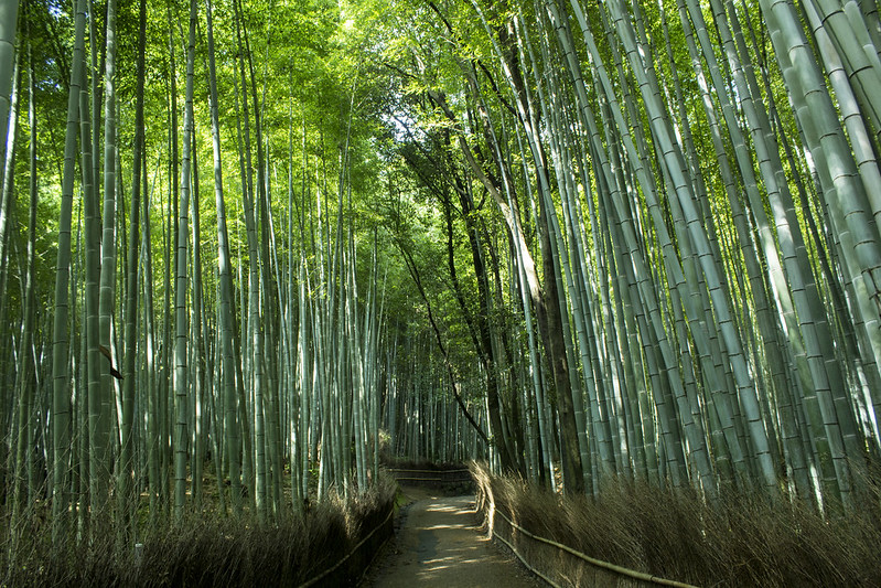 Como criar um jardim zen com bambu