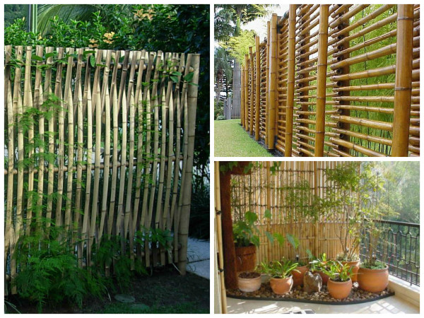 5 espécies de bambu ideais para pequenos espaços