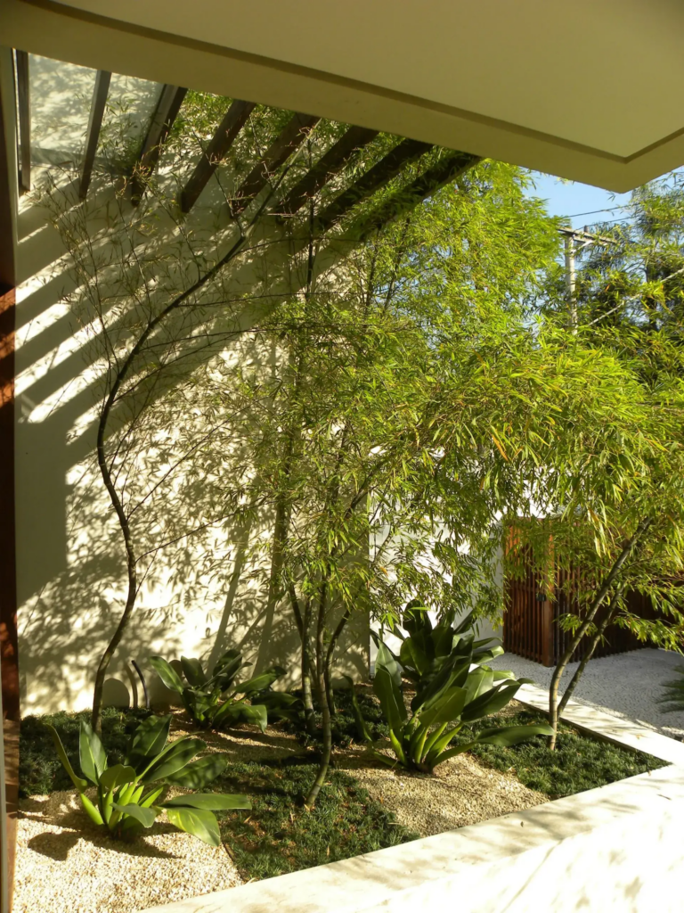 paisagismo com bambu