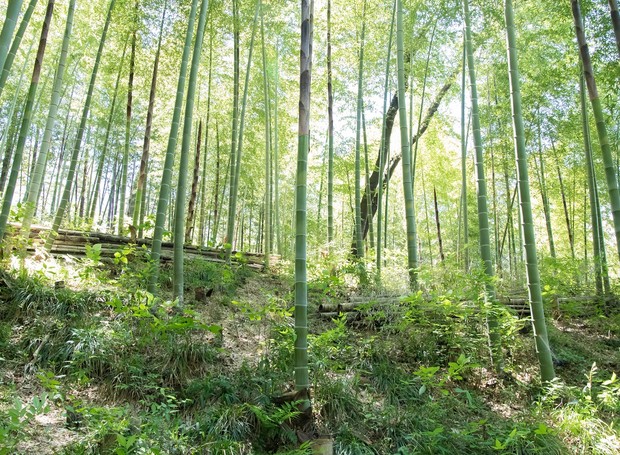 Bambu da Sorte: Simbolismo e Cuidados