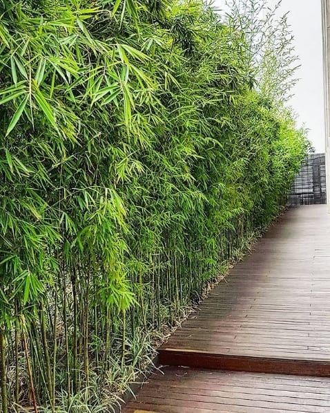 paisagismo com bambu