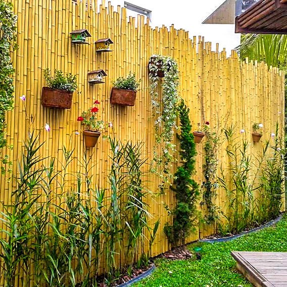 Bambu da Sorte: Simbolismo e Cuidados