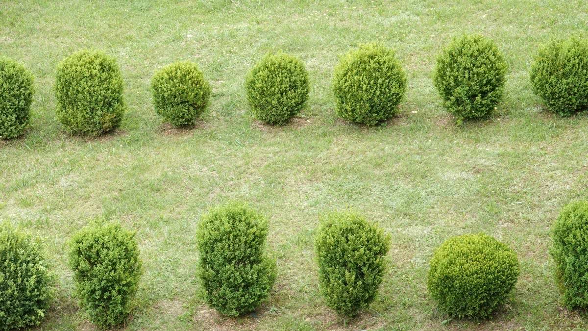 como cuidar de buxinho em vaso