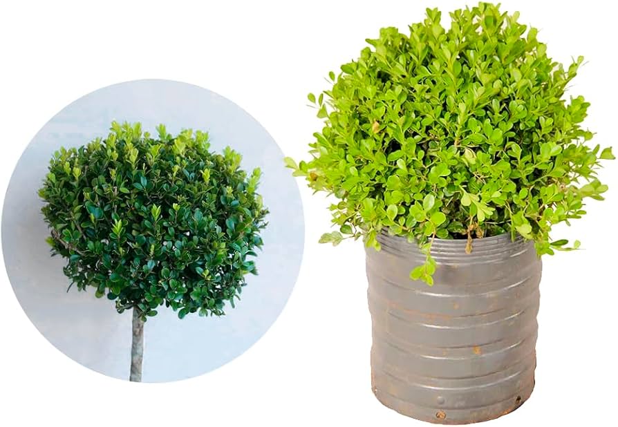 buxinho para cerca viva