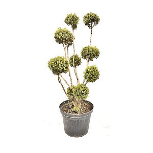 melhores épocas para podar buxinho