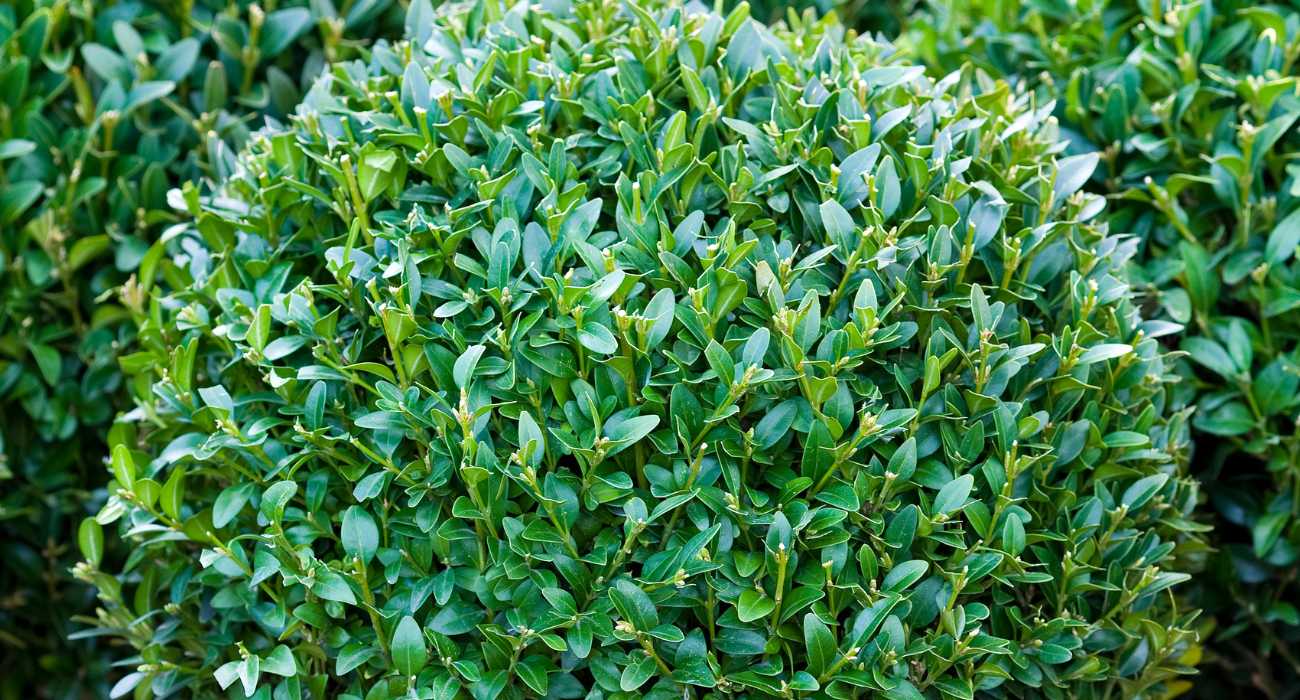 adubação ideal para buxinho