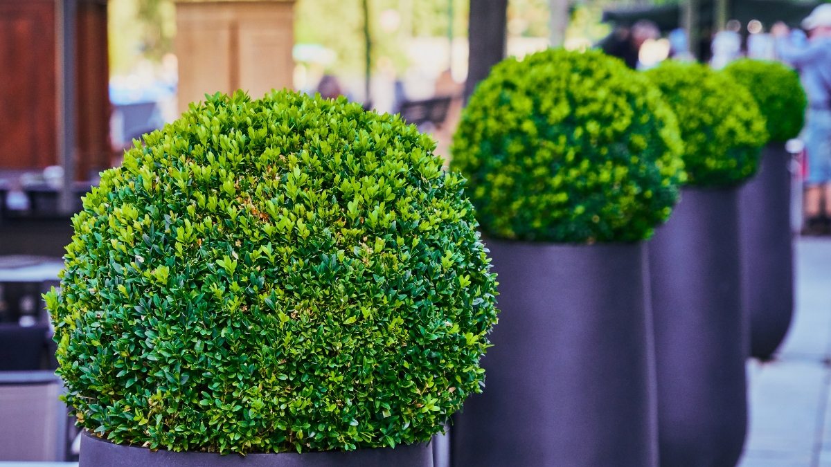 propagação de buxinho