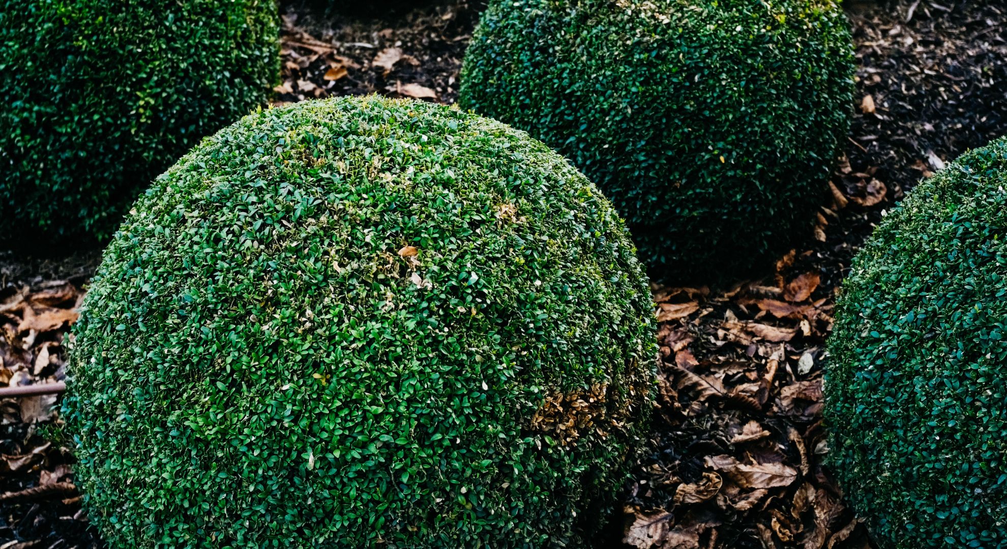 buxinho para cerca viva