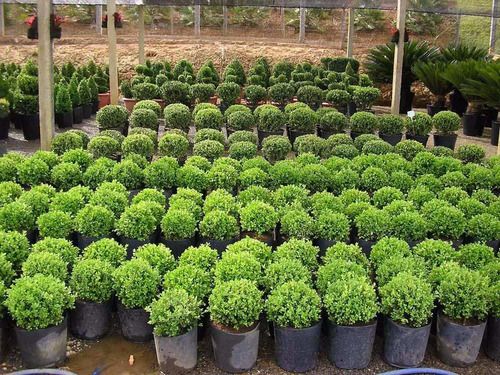 manutenção de topiaria de buxinho