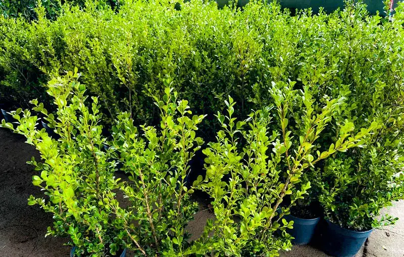 buxinho em fachadas de casas