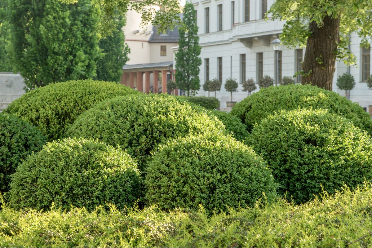 melhores épocas para podar buxinho