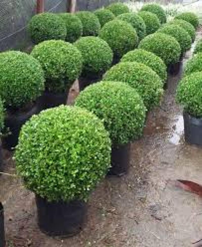 plantio de buxinho em canteiro