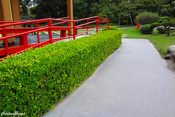 melhores épocas para podar buxinho