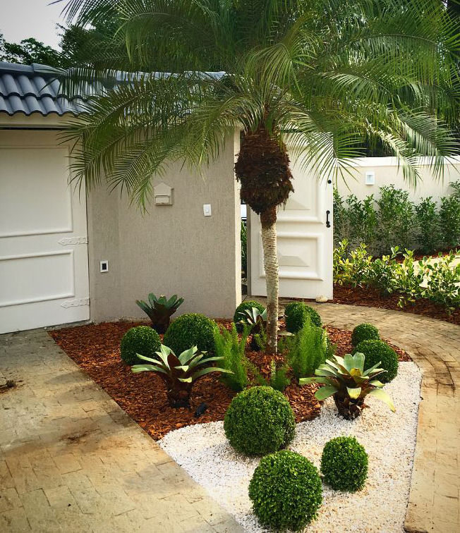 propagação de buxinho