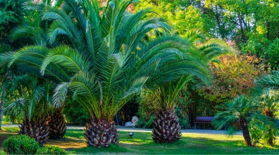 paisagismo com palmeiras para jardim pequeno