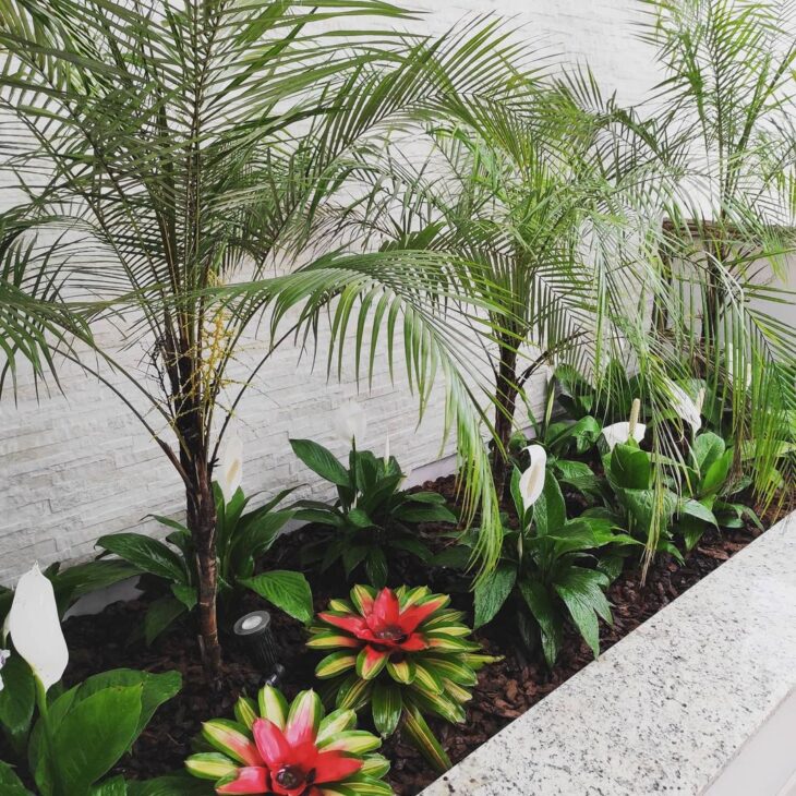 Como Escolher a Palmeira Ideal para Seu Jardim Pequeno