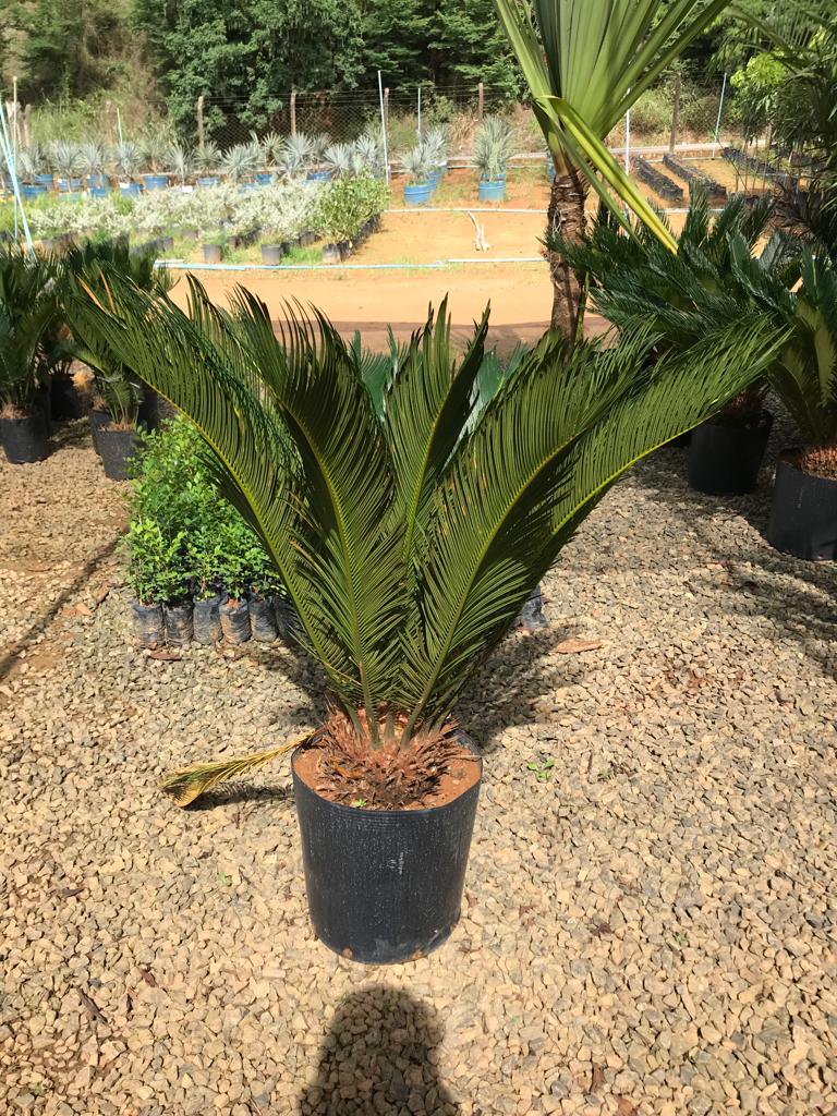 Guia Completo de Cuidados com Palmeiras de Porte Compacto