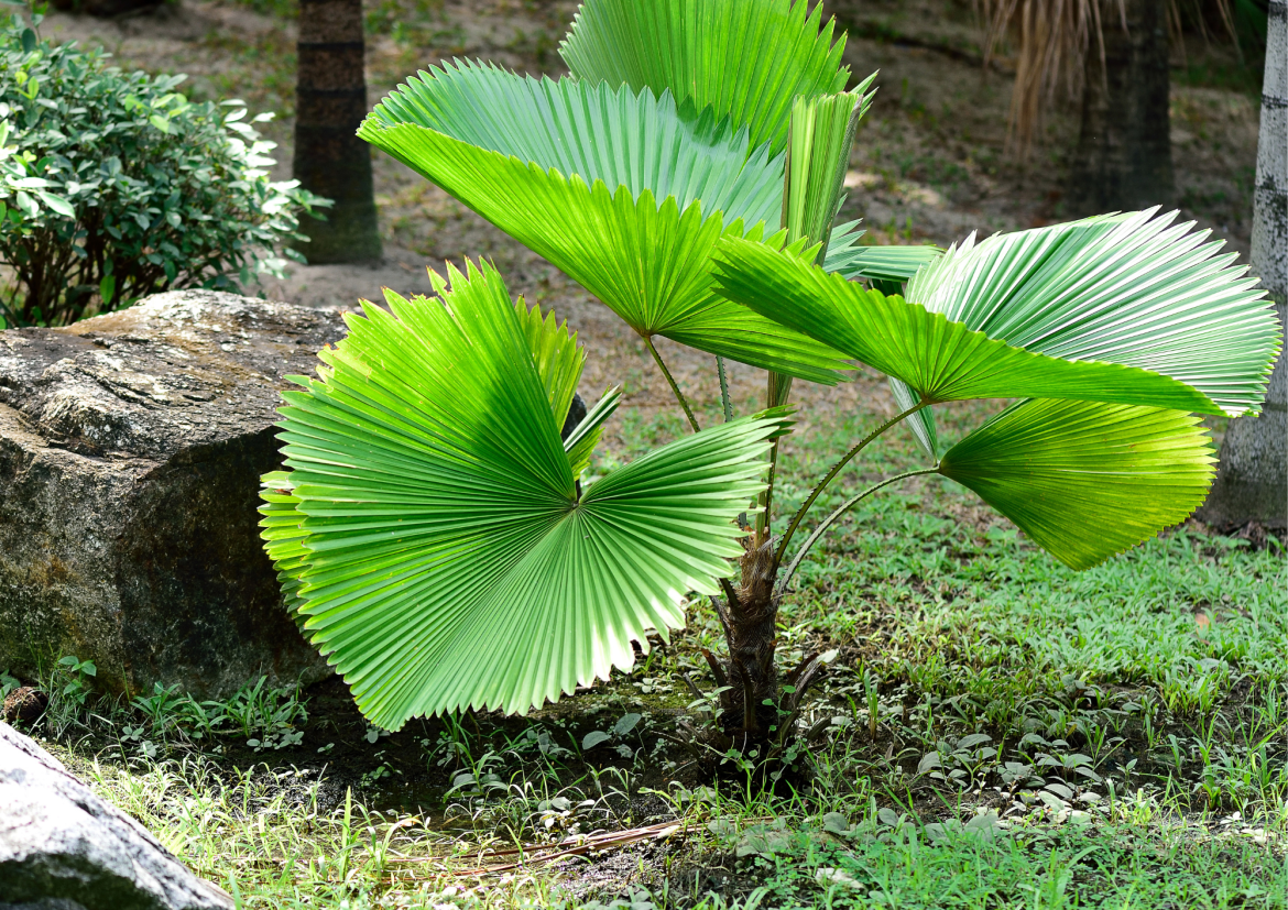 Ideias Criativas de Paisagismo com Palmeiras em Vasos