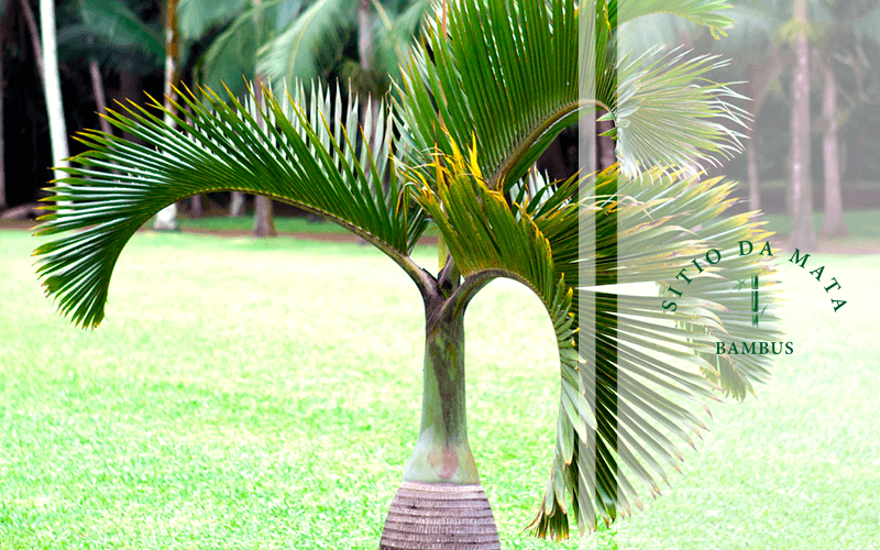 paisagismo com palmeiras para jardim pequeno