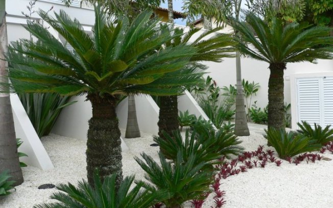 Guia Completo de Cuidados com Palmeiras de Porte Compacto