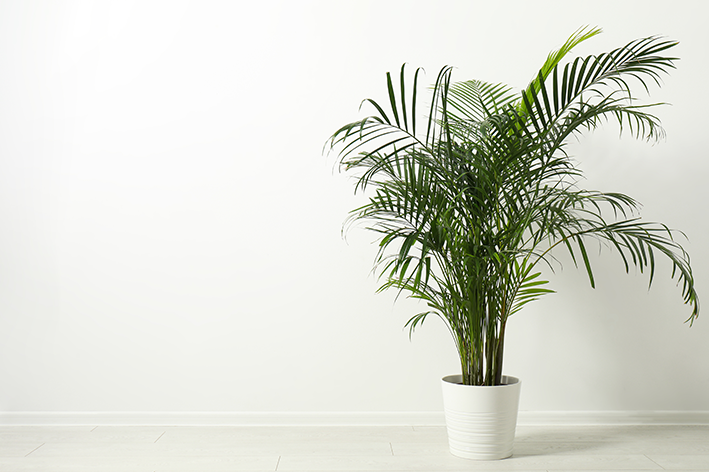 Guia Completo de Cuidados com Palmeiras de Porte Compacto