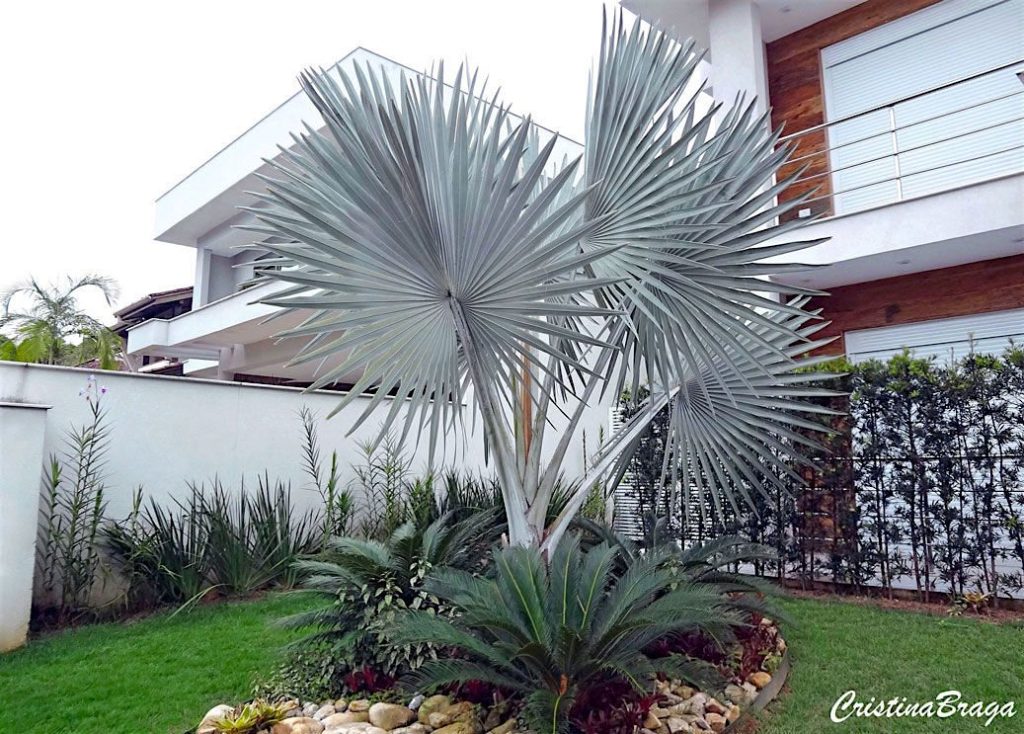 Otimizando o Espaço: Dicas de Design com Palmeiras para Áreas Reduzidas