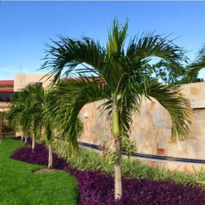 Palmeiras Nativas para Jardins Litorâneos: Conheça a Aricuriroba