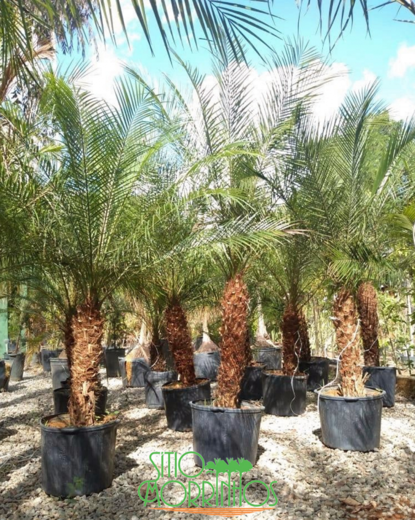 Otimizando o Espaço: Dicas de Design com Palmeiras para Áreas Reduzidas