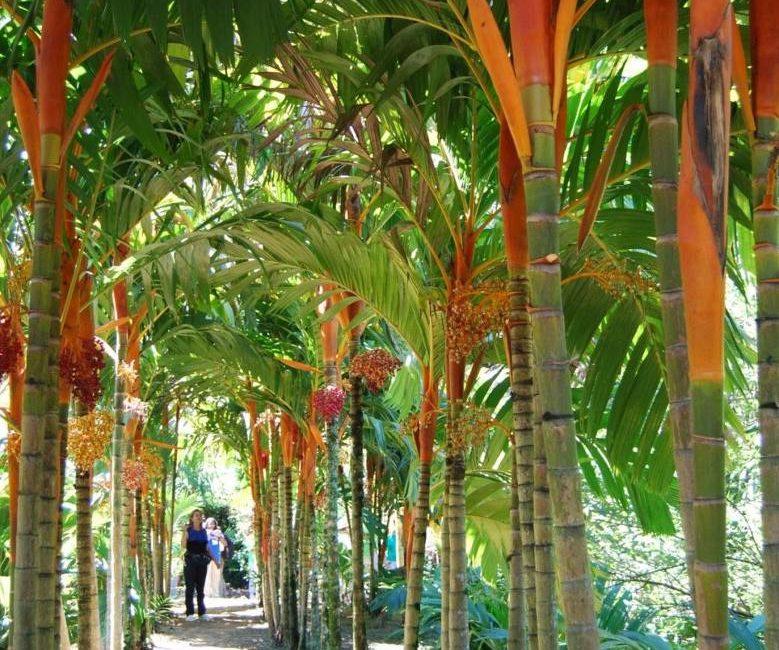 Como Escolher a Palmeira Ideal para Seu Jardim Pequeno