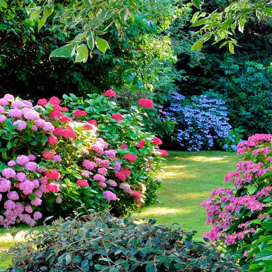 melhores plantas para áreas escuras da casa
