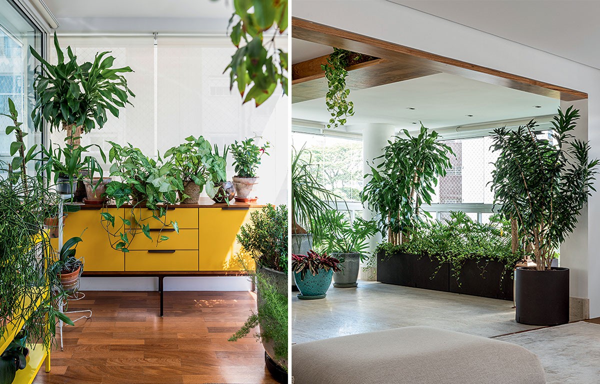 melhores plantas para áreas escuras da casa
