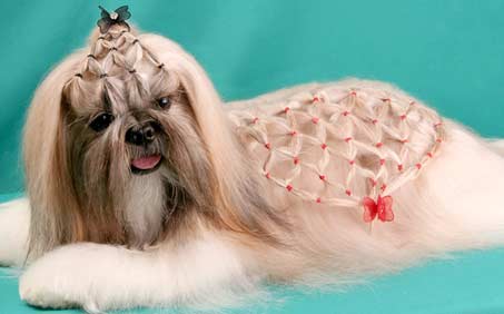 Guia Completo de Acessórios para Penteados de Shih Tzu