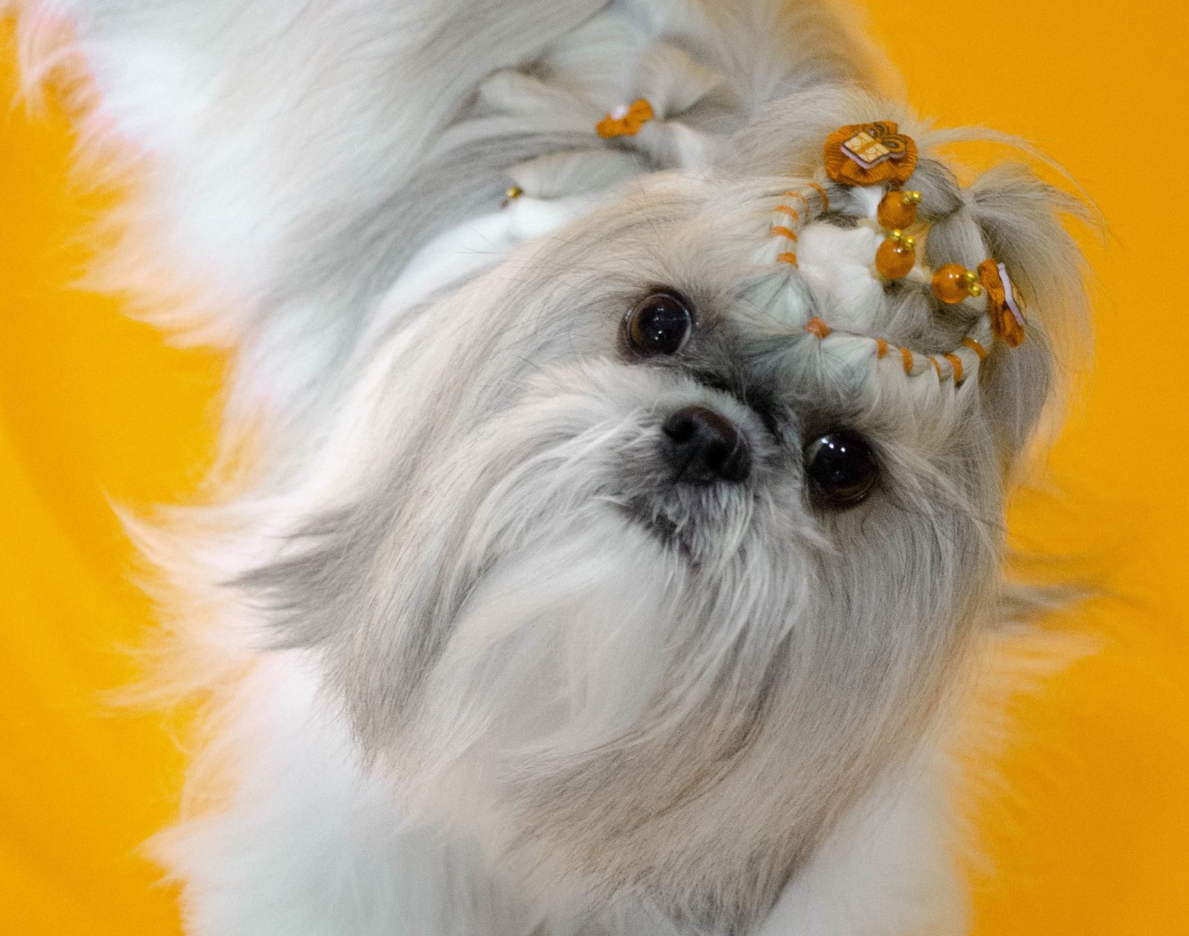 Como Escolher o Melhor Corte de Verão para seu Shih Tzu