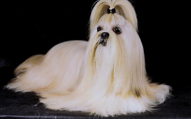 Passo a Passo: Penteado Moicano para Shih Tzus Machos