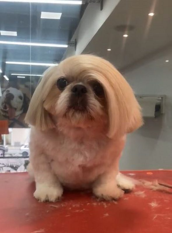 Dicas Essenciais de Escovação para Evitar Nós no Pelo do Shih Tzu
